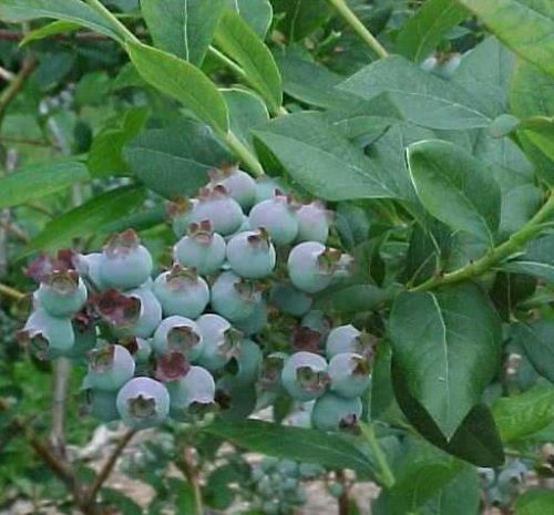 S – Vaccinium Corymbosum ‘Bluecrop’ – Laurelwoodarboretum.org