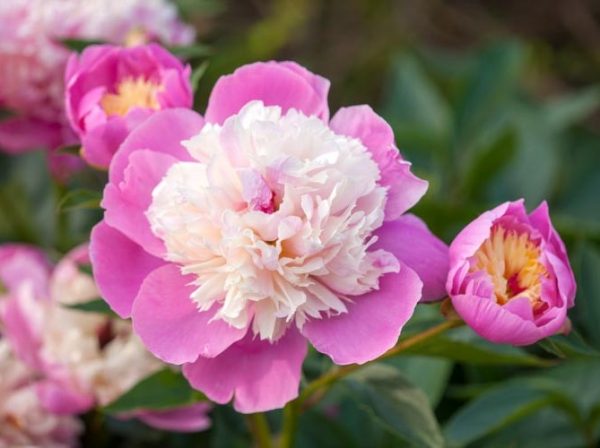 P - Paeonia 'Bowl of Beauty'