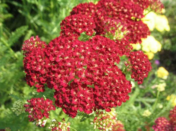 P - Achillea millefolium 'Pomegranate'