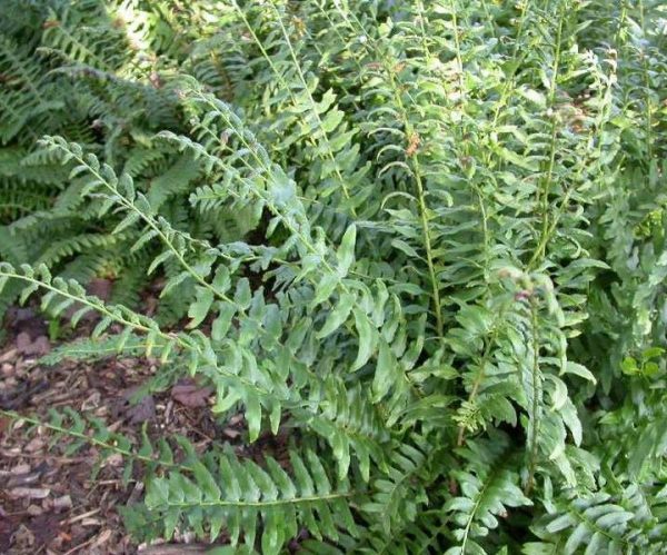 P - Polystichum acrostichoides