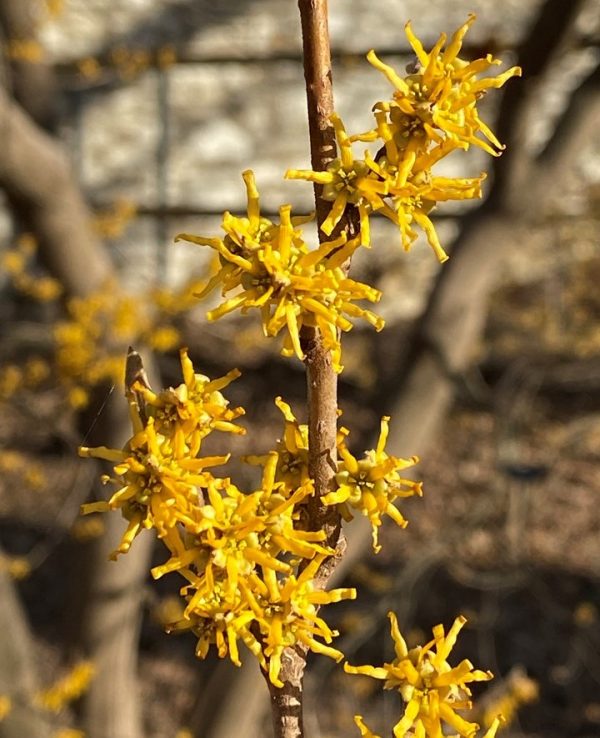 S - Hamamelis vernalis