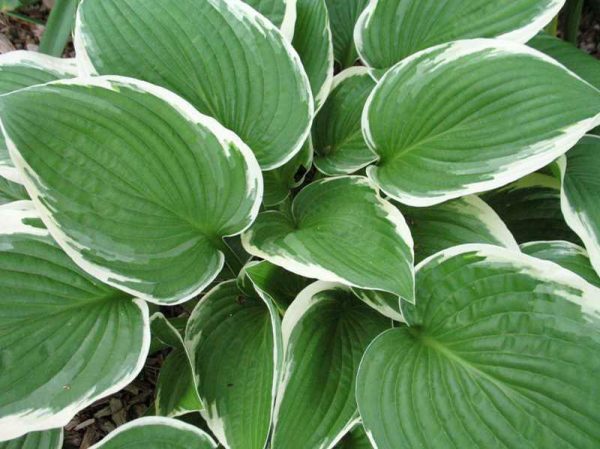 P - Hosta 'Francee'