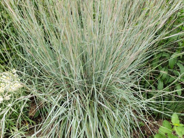 G - Schizachyrium scoparium 'Standing Ovation'