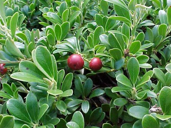 S - Arctostaphylos uva ursi 'Massachusetts Bearberry'