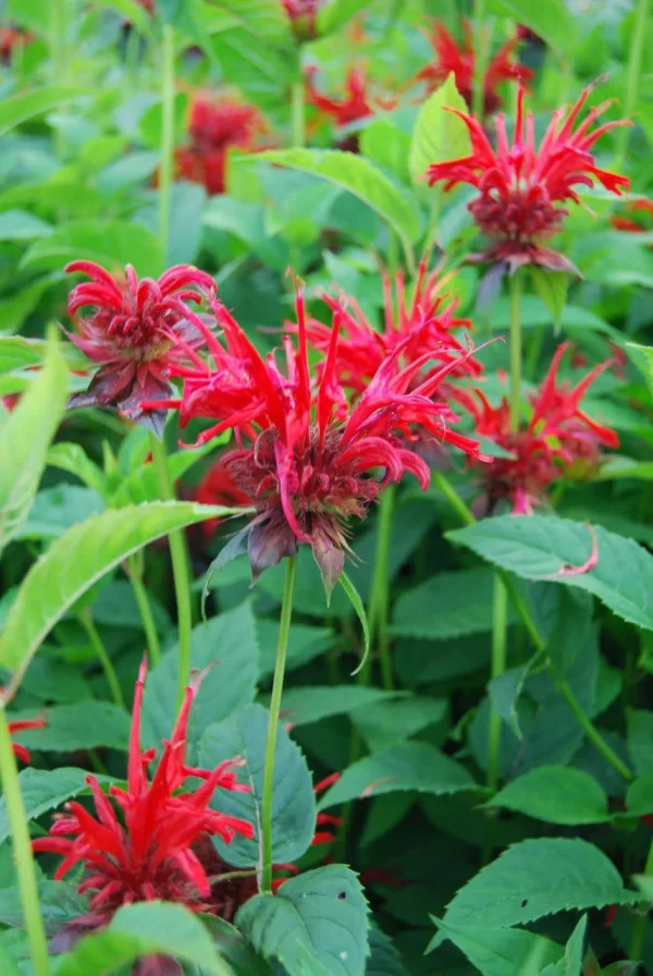 P - Monarda didyma 'Jacob Cline'