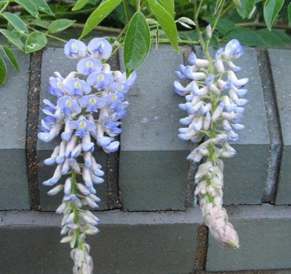 S - Wisteria 'Amethyst Falls'