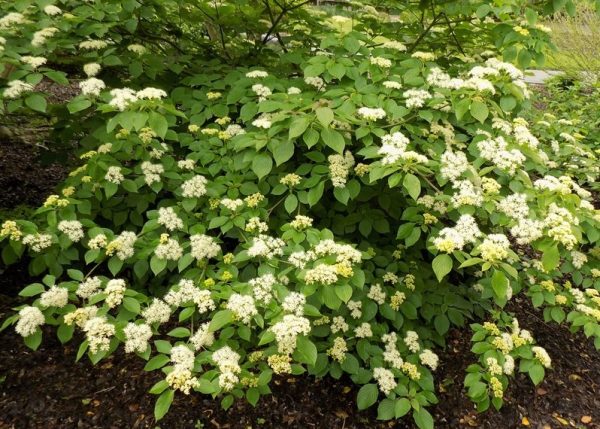 S - Viburnum nudum 'Winterthur'