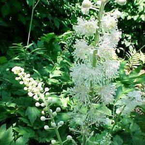P - Actaea racemosa