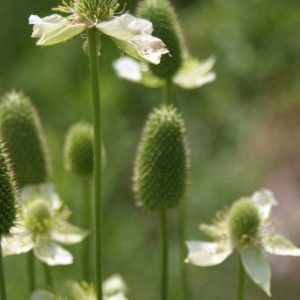 P - Anemone virginiana