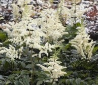 P - Astilbe 'Visions in White'