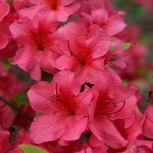 S - Azalea 'Girard Crimson'
