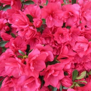 S - Azalea 'Hershey Red'