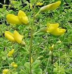 P - Baptisia tinctoria