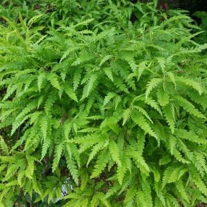 S - Comptonia peregrina