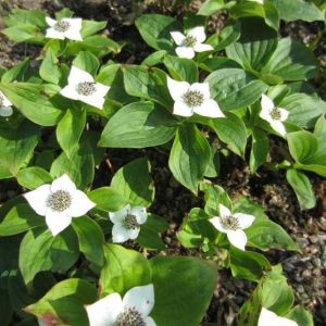 S - Cotinus coggygria 'Golden Spirit'