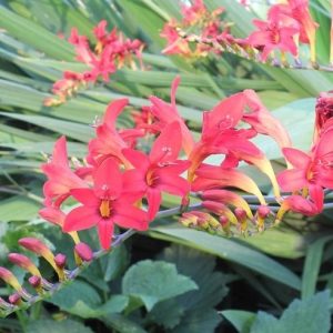 P - Crocosmia 'Lucifer'