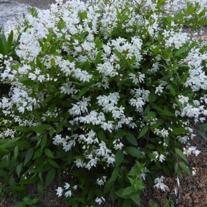 S - Deutzia gracilis 'Nikko'