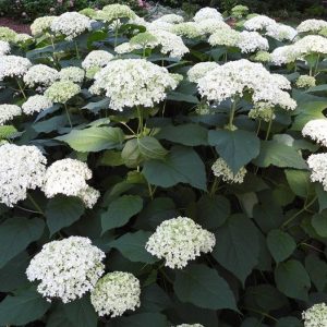 S - Hydrangea arborescens 'Annabelle'
