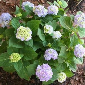 S - Hydrangea macrophylla 'Endless Summer'