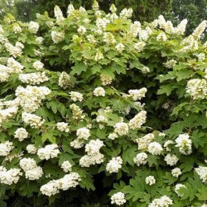 S - Hydrangea quercifolia 'Pee Wee'