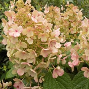 S - Hydrangea paniculata 'Tiny Quick Fire'