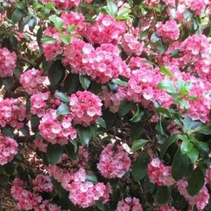S - Kalmia latifolia 'Sarah'