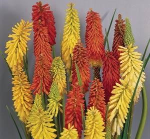 P - Kniphofia uvaria 'Flamenco Mix'