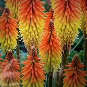 P - Kniphofia uvaria 'Flamenco Mix'