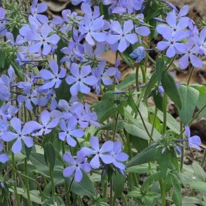 P - Phlox divaricata