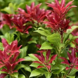 Pieris japonica 'Mountain Fire'