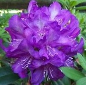 S - Rhododendron 'Purple Passion'