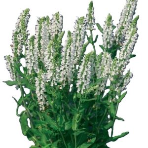 P - Salvia nemorosa 'Lyrical White'