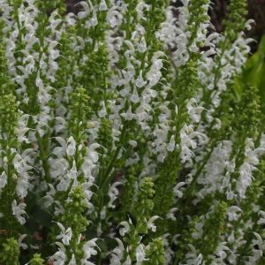 P - Salvia nemorosa 'Lyrical White'