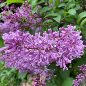 S - Syringa 'Donald Wyman'