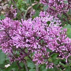 S - Syringa 'Dwarf Korean'