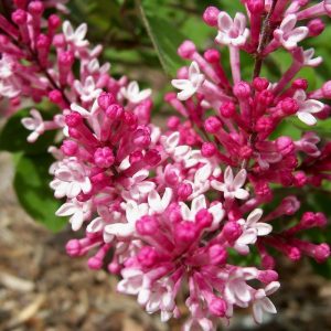 S - Syringa 'Tinkerbelle'