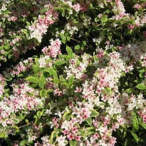 S - Weigela 'Variegated'