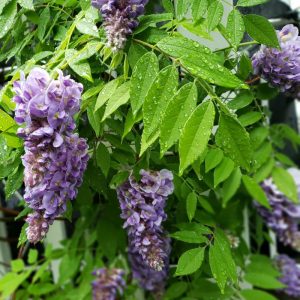 S - Wisteria 'Amethyst Falls'