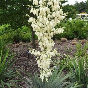 P - Yucca filamentosa