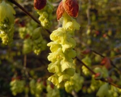 <strong>Chinese Witch hazel</strong> Chinese Witch hazel