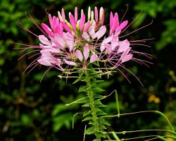 <strong>Spider flower</strong> Spider flower