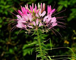 Spider flower