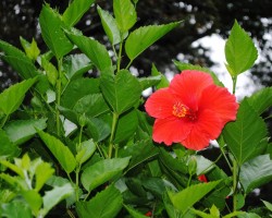 <strong>Hibiscus</strong> Hibiscus