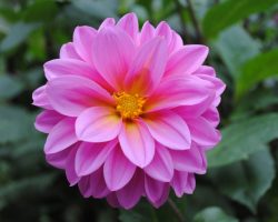 Dahlia