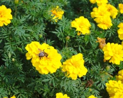 <strong>Marigold</strong> Marigold