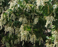 <strong>Andromeda Japonica</strong> Andromeda Japonica (Pieris japonica)