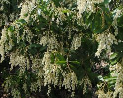 Andromeda Japonica (Pieris japonica)