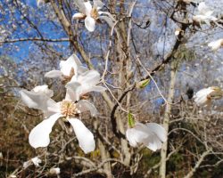 Magnolia kobus (Magnolia kobus)