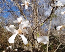 <strong>Magnolia kobus</strong> Magnolia kobus (Magnolia kobus)