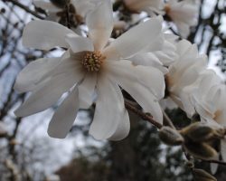 Star magnolia (Magnolia stellata)